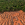 The economics of deforestation